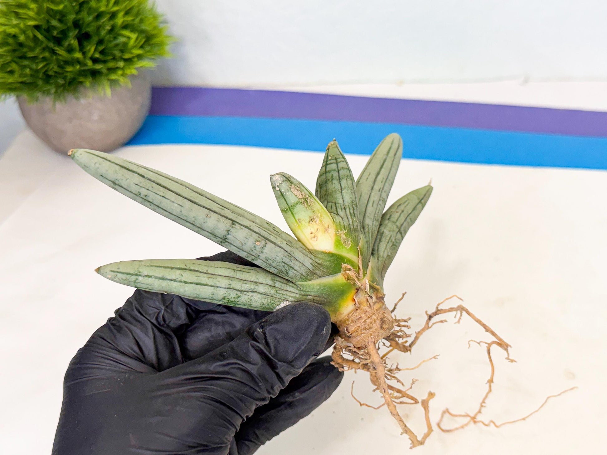 Sansevieria Silver Giant (5) | Indoor Snake Plant
