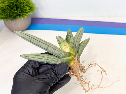 Sansevieria Silver Giant (5) | Indoor Snake Plant