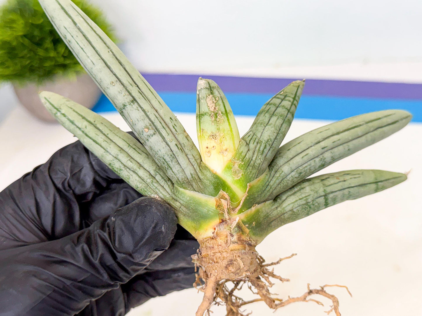 Sansevieria Silver Giant (5) | Indoor Snake Plant