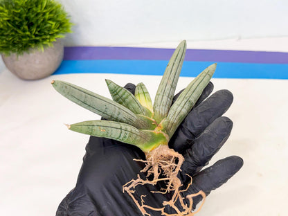 Sansevieria Silver Giant (5) | Indoor Snake Plant