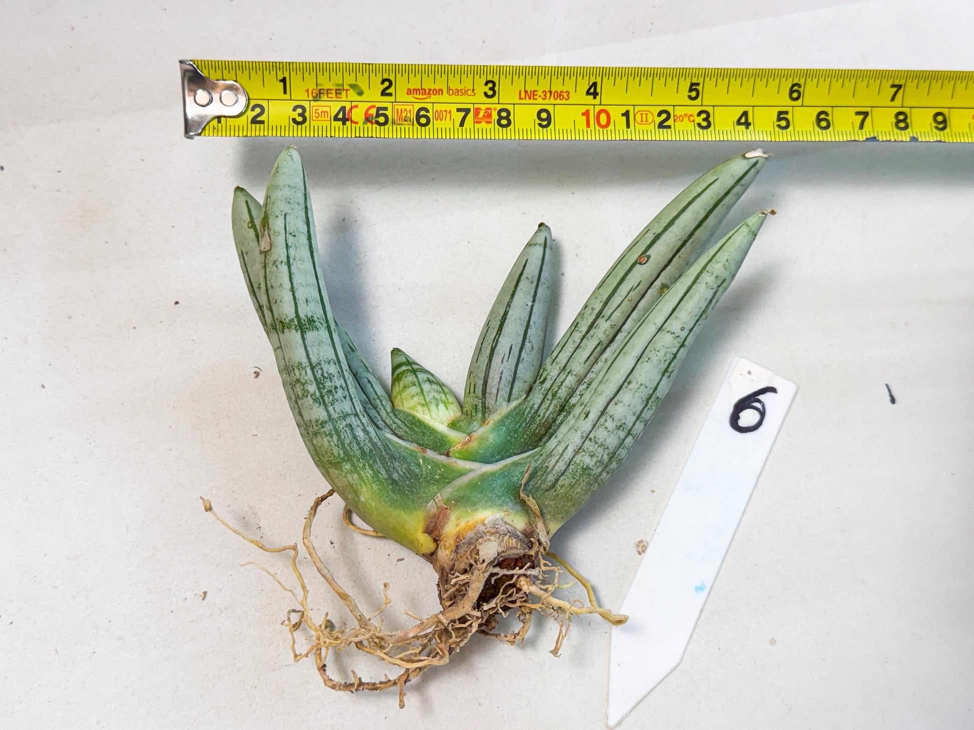 Sansevieria Silver Giant (6) | Indoor Snake Plant