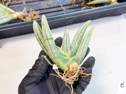 Sansevieria Silver Giant (6) | Indoor Snake Plant