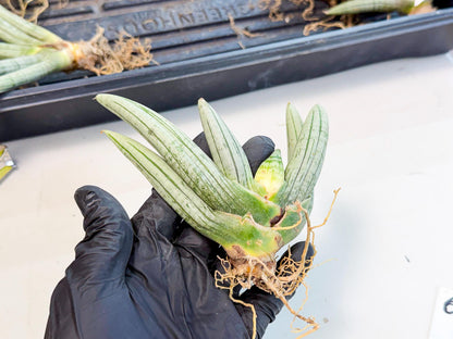 Sansevieria Silver Giant (6) | Indoor Snake Plant
