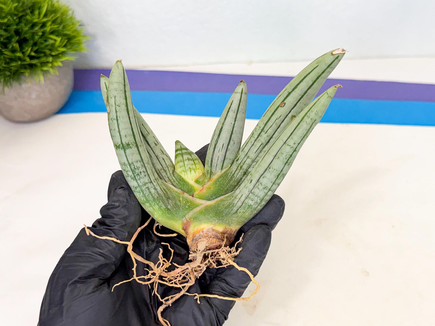 Sansevieria Silver Giant (6) | Indoor Snake Plant
