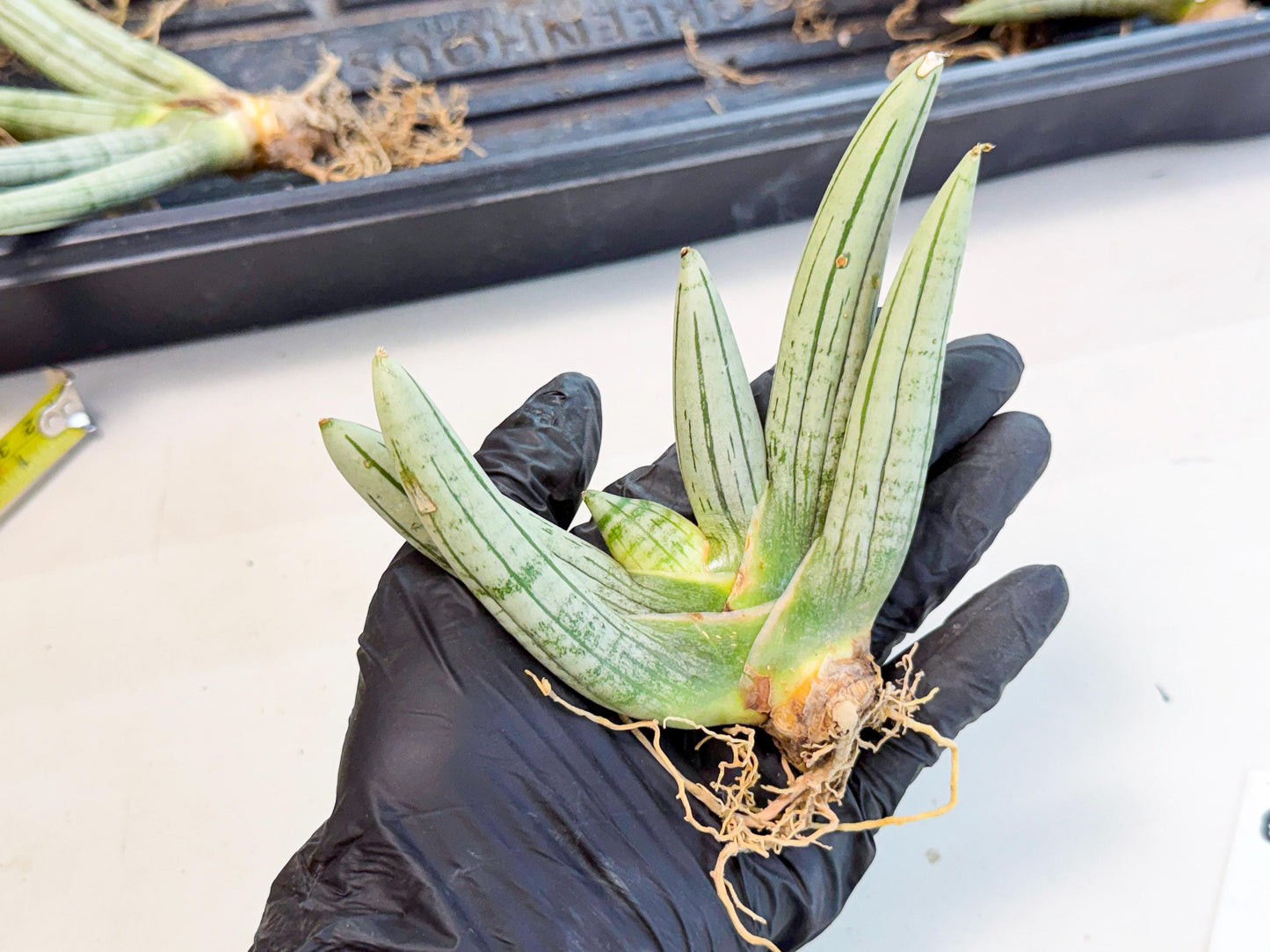Sansevieria Silver Giant (6) | Indoor Snake Plant