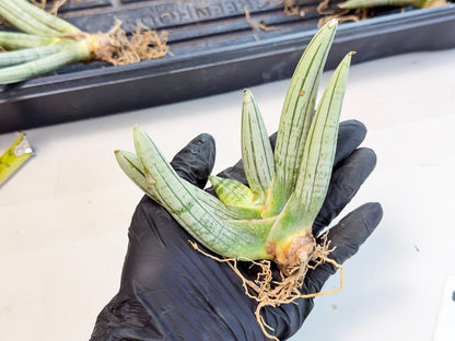 Sansevieria Silver Giant (6) | Indoor Snake Plant