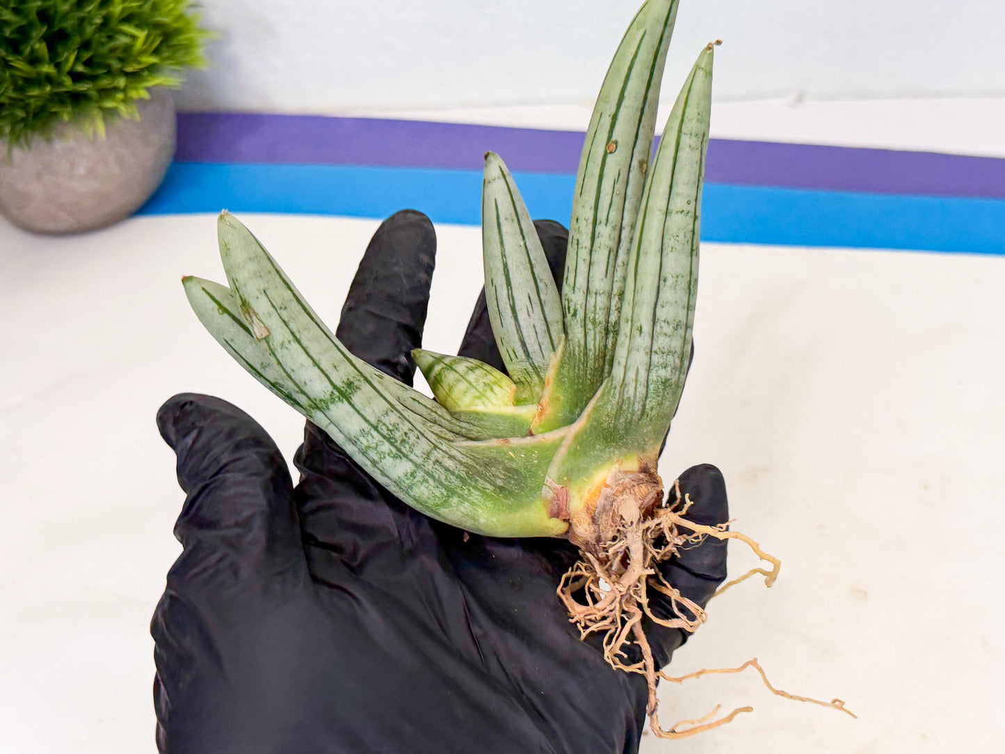 Sansevieria Silver Giant (6) | Indoor Snake Plant
