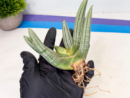 Sansevieria Silver Giant (6) | Indoor Snake Plant