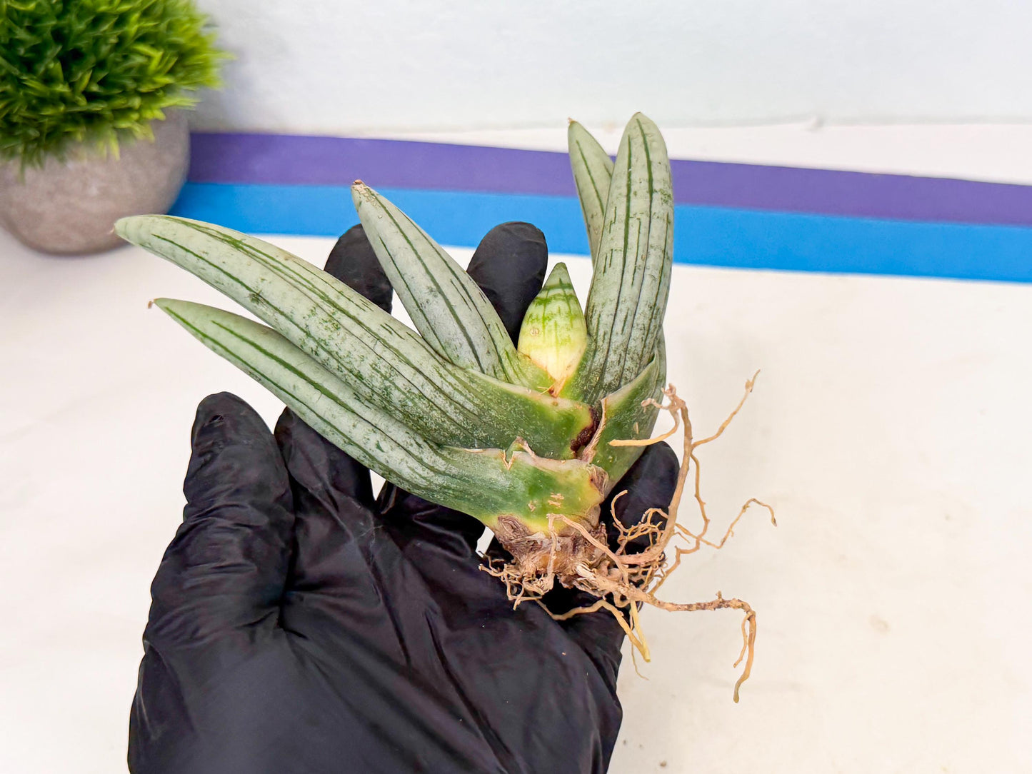 Sansevieria Silver Giant (6) | Indoor Snake Plant