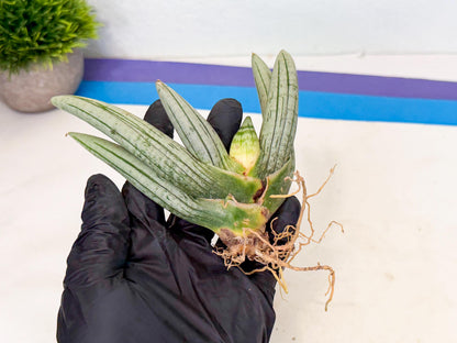 Sansevieria Silver Giant (6) | Indoor Snake Plant