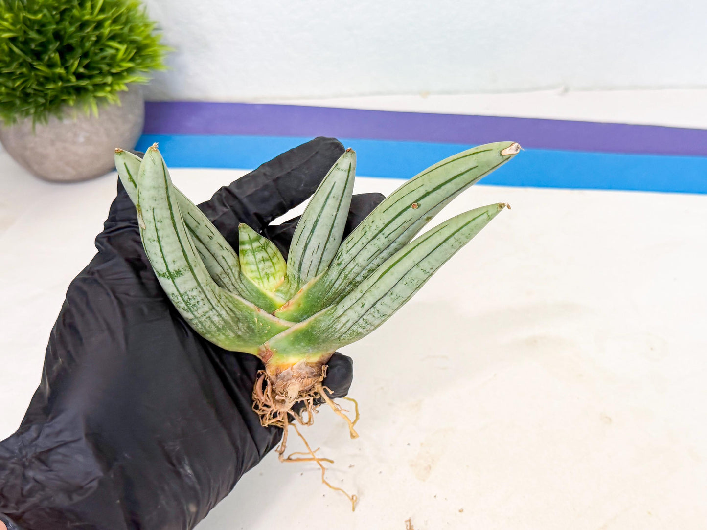 Sansevieria Silver Giant (6) | Indoor Snake Plant