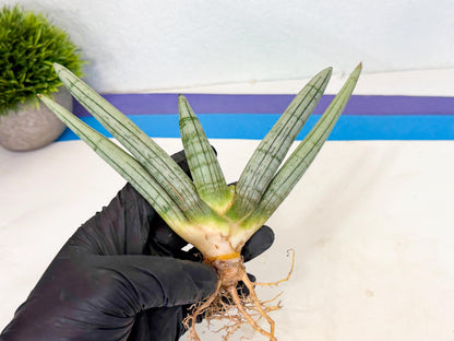 Sansevieria Silver Giant (o7) | Indoor Snake Plant