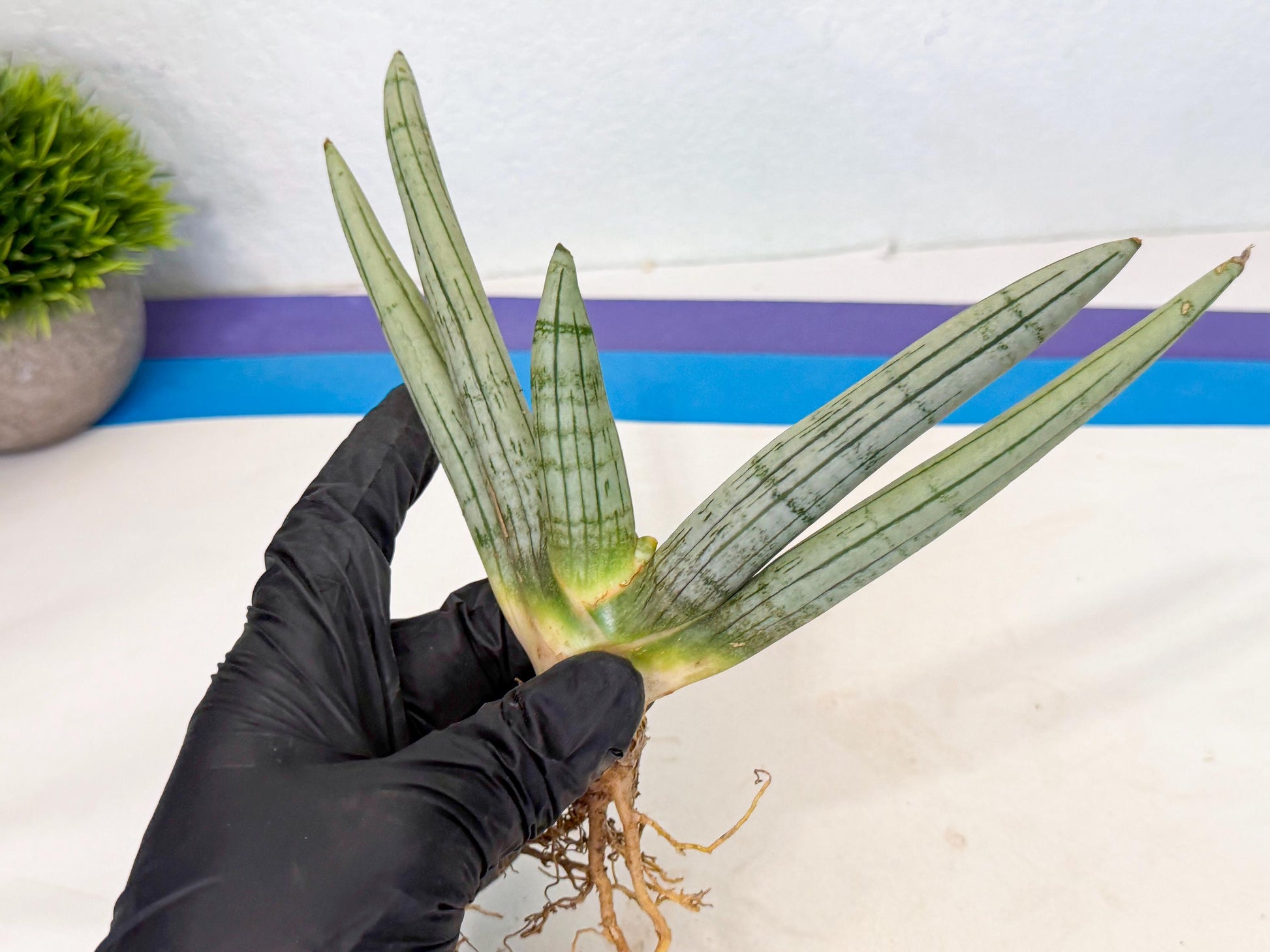 Sansevieria Silver Giant (o7) | Indoor Snake Plant