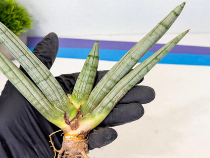 Sansevieria Silver Giant (o7) | Indoor Snake Plant
