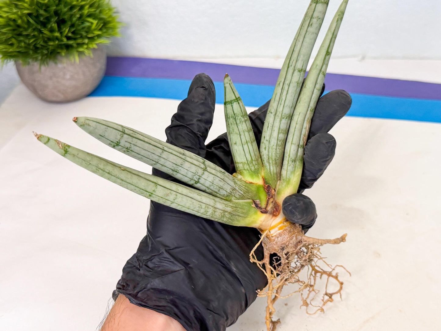 Sansevieria Silver Giant (o7) | Indoor Snake Plant