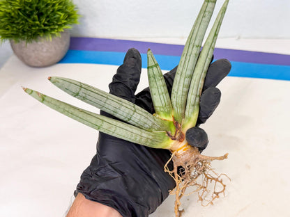 Sansevieria Silver Giant (o7) | Indoor Snake Plant