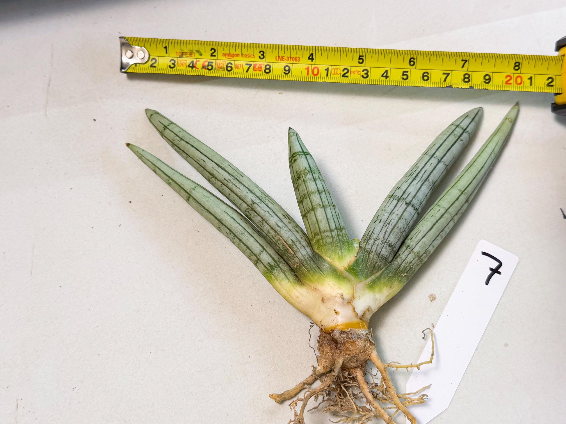 Sansevieria Silver Giant (o7) | Indoor Snake Plant