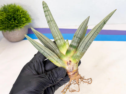 Sansevieria Silver Giant (9) | Indoor Snake Plant