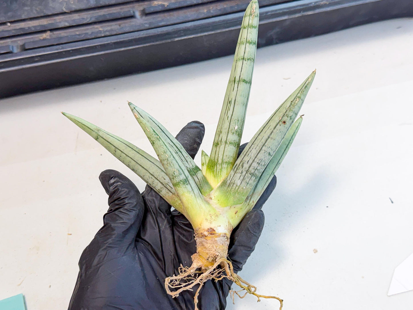 Sansevieria Silver Giant (9) | Indoor Snake Plant