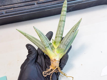 Sansevieria Silver Giant (9) | Indoor Snake Plant