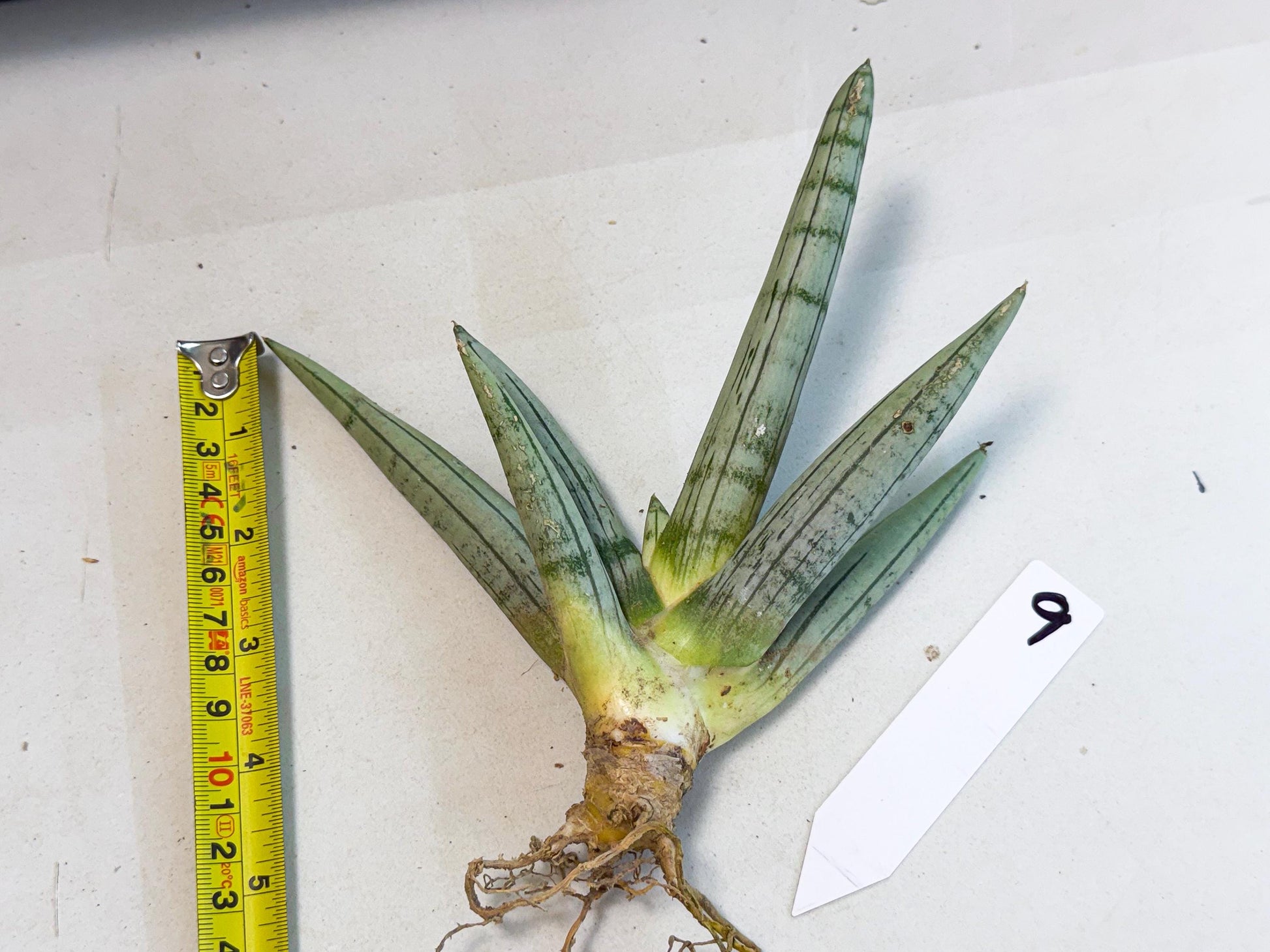 Sansevieria Silver Giant (9) | Indoor Snake Plant