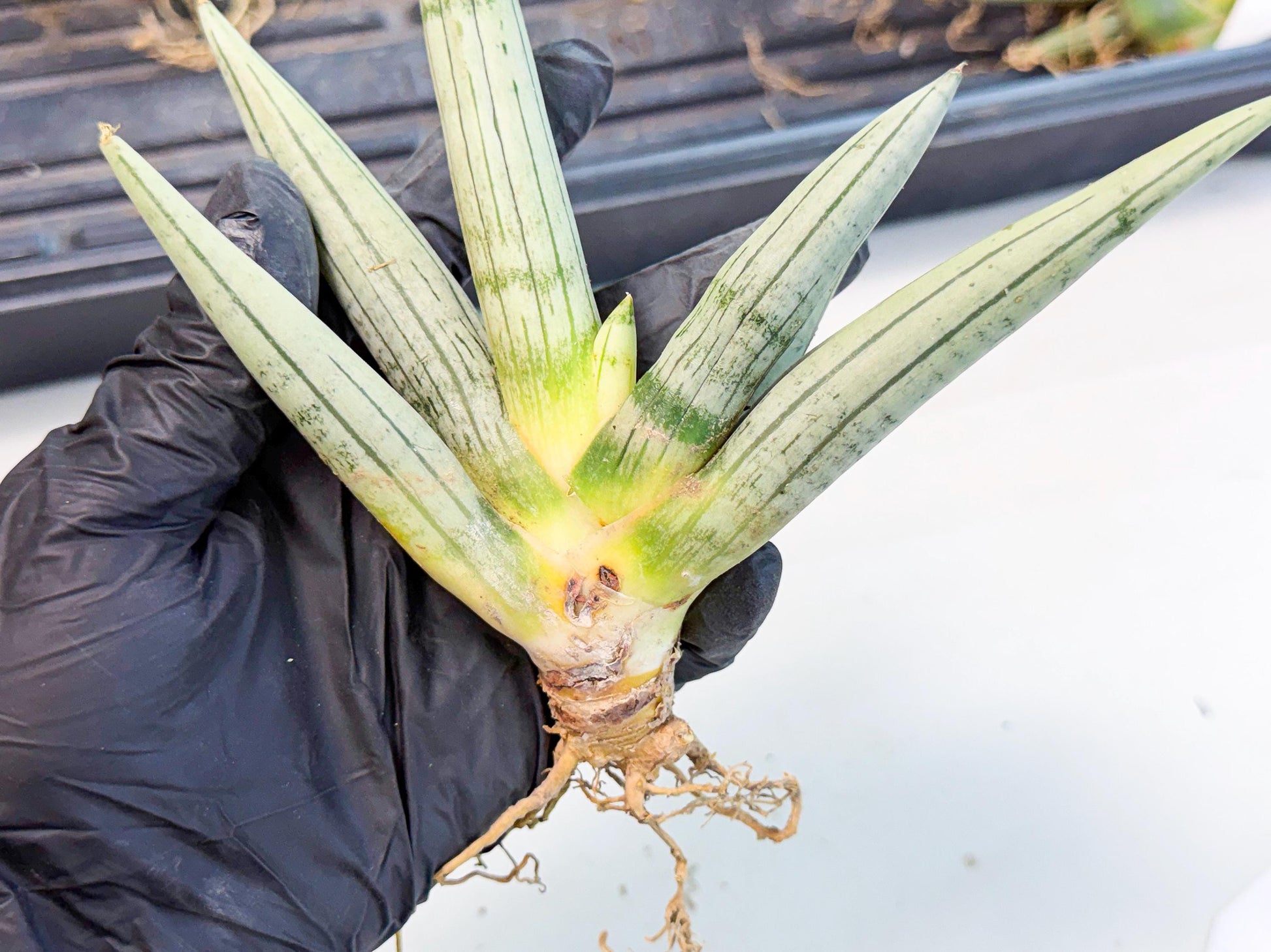Sansevieria Silver Giant (9) | Indoor Snake Plant