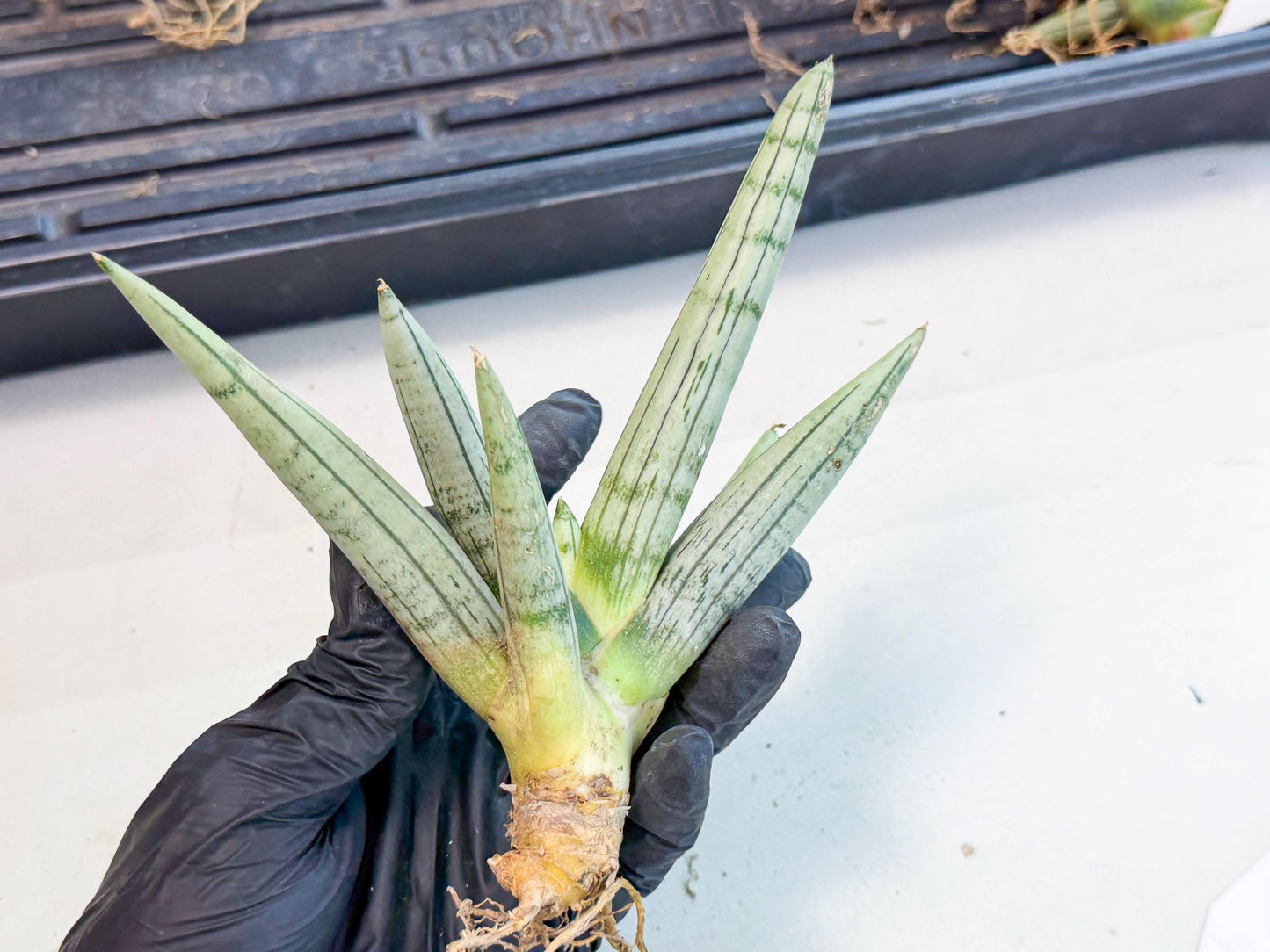 Sansevieria Silver Giant (9) | Indoor Snake Plant