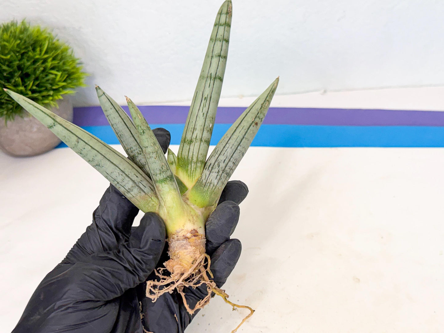 Sansevieria Silver Giant (9) | Indoor Snake Plant