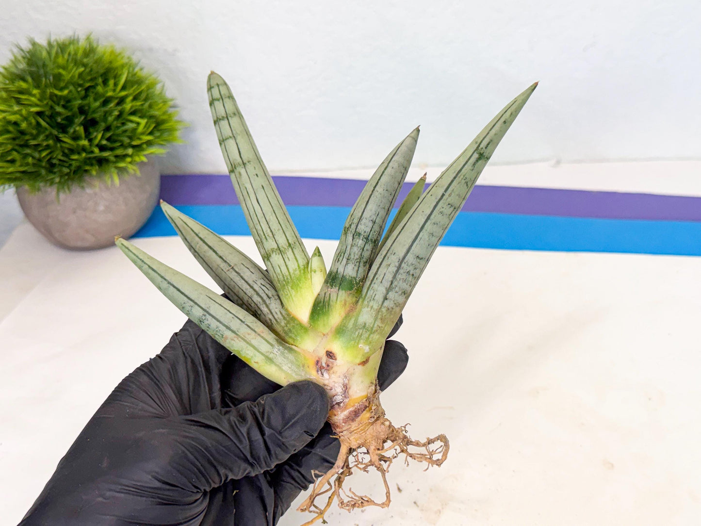 Sansevieria Silver Giant (9) | Indoor Snake Plant