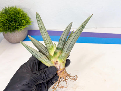 Sansevieria Silver Giant (9) | Indoor Snake Plant