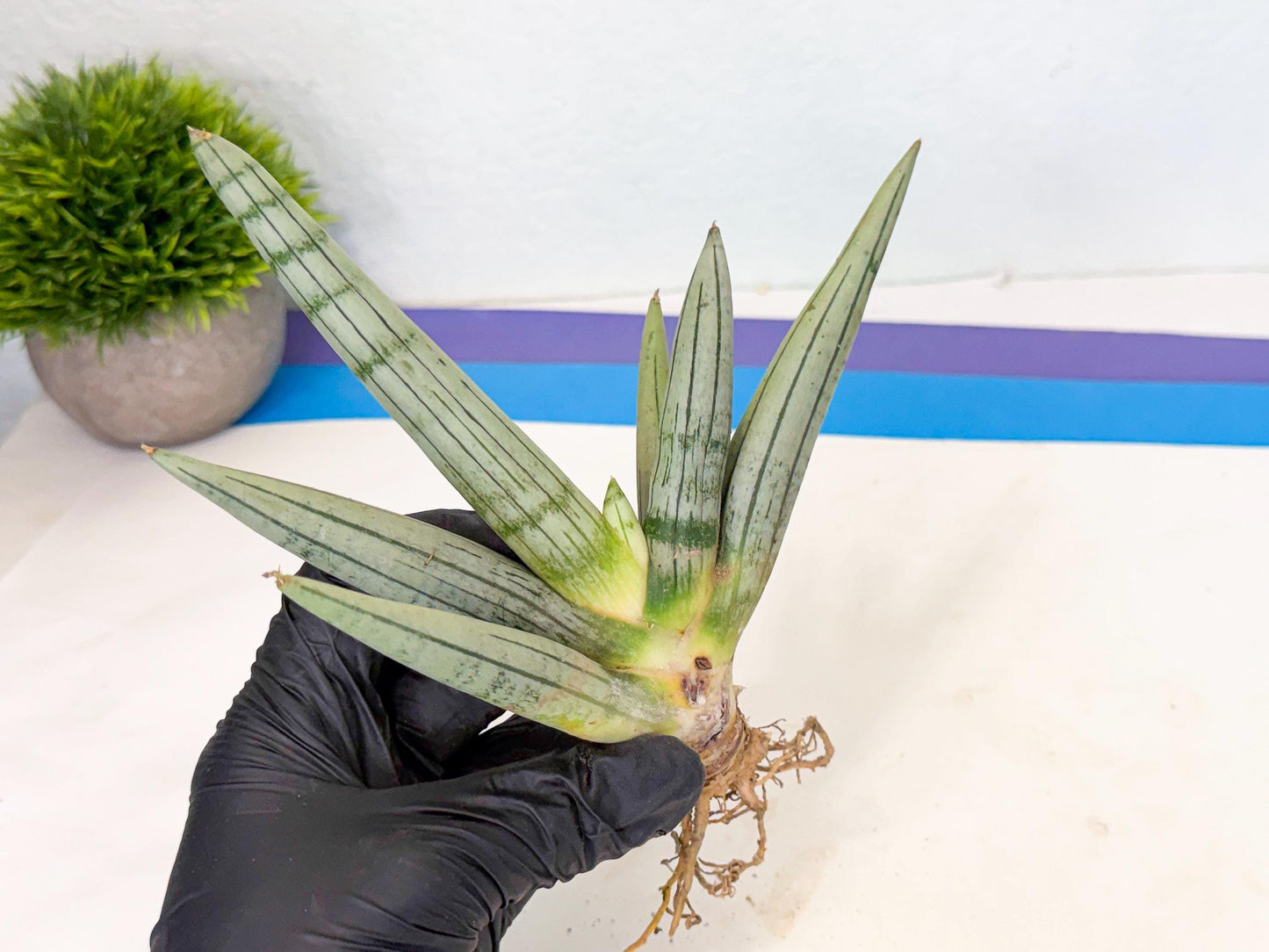 Sansevieria Silver Giant (9) | Indoor Snake Plant
