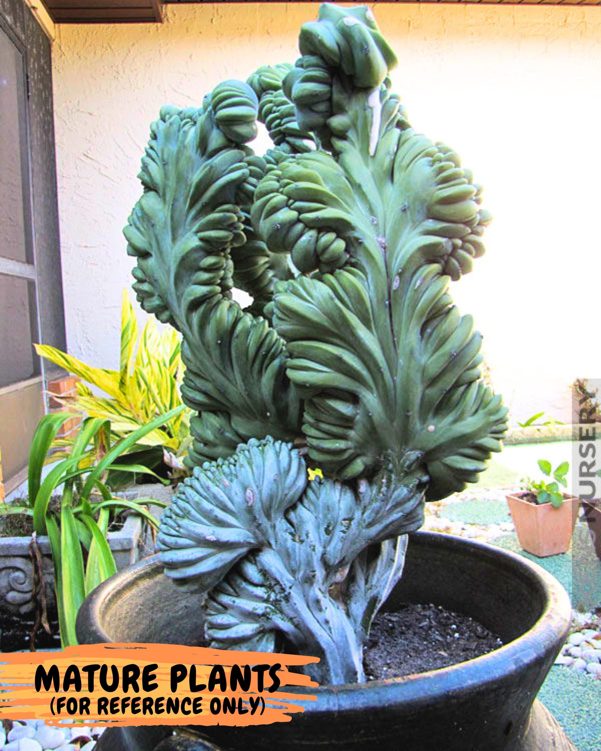 Myrtillocactus Crested (g) | Rare Plants