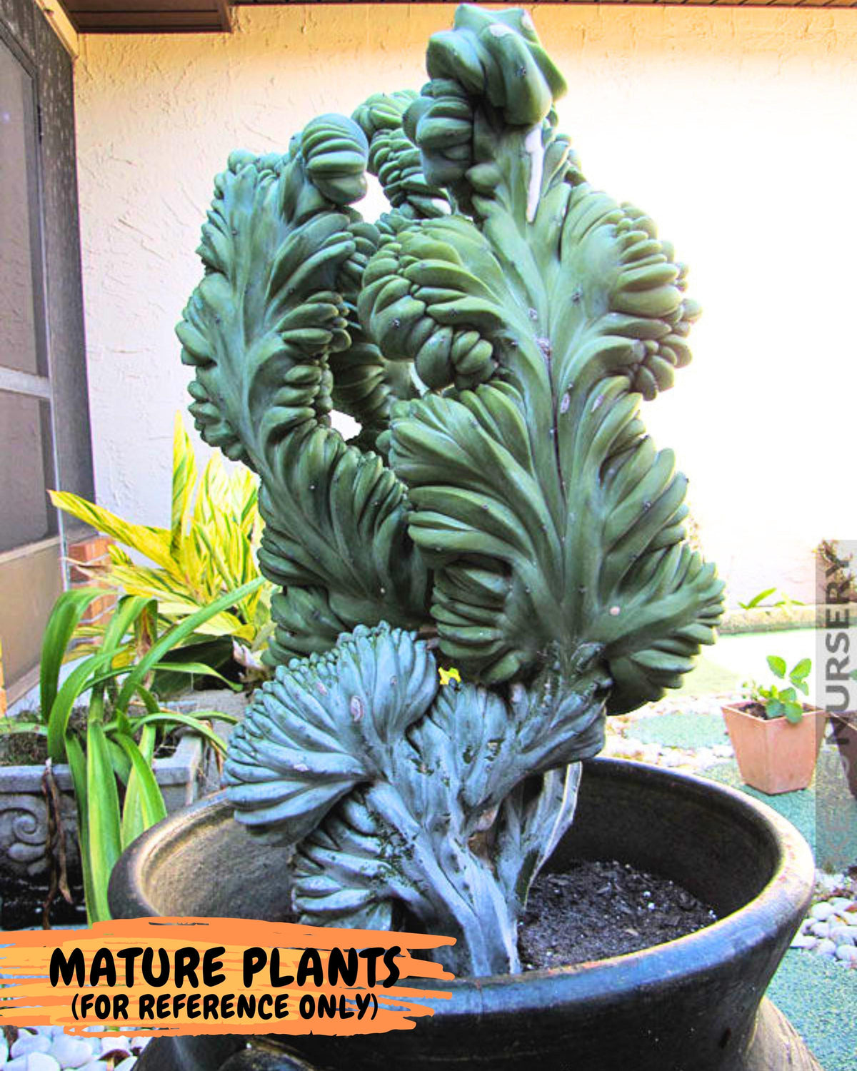Myrtillocactus Crested (b) | Rare Plants