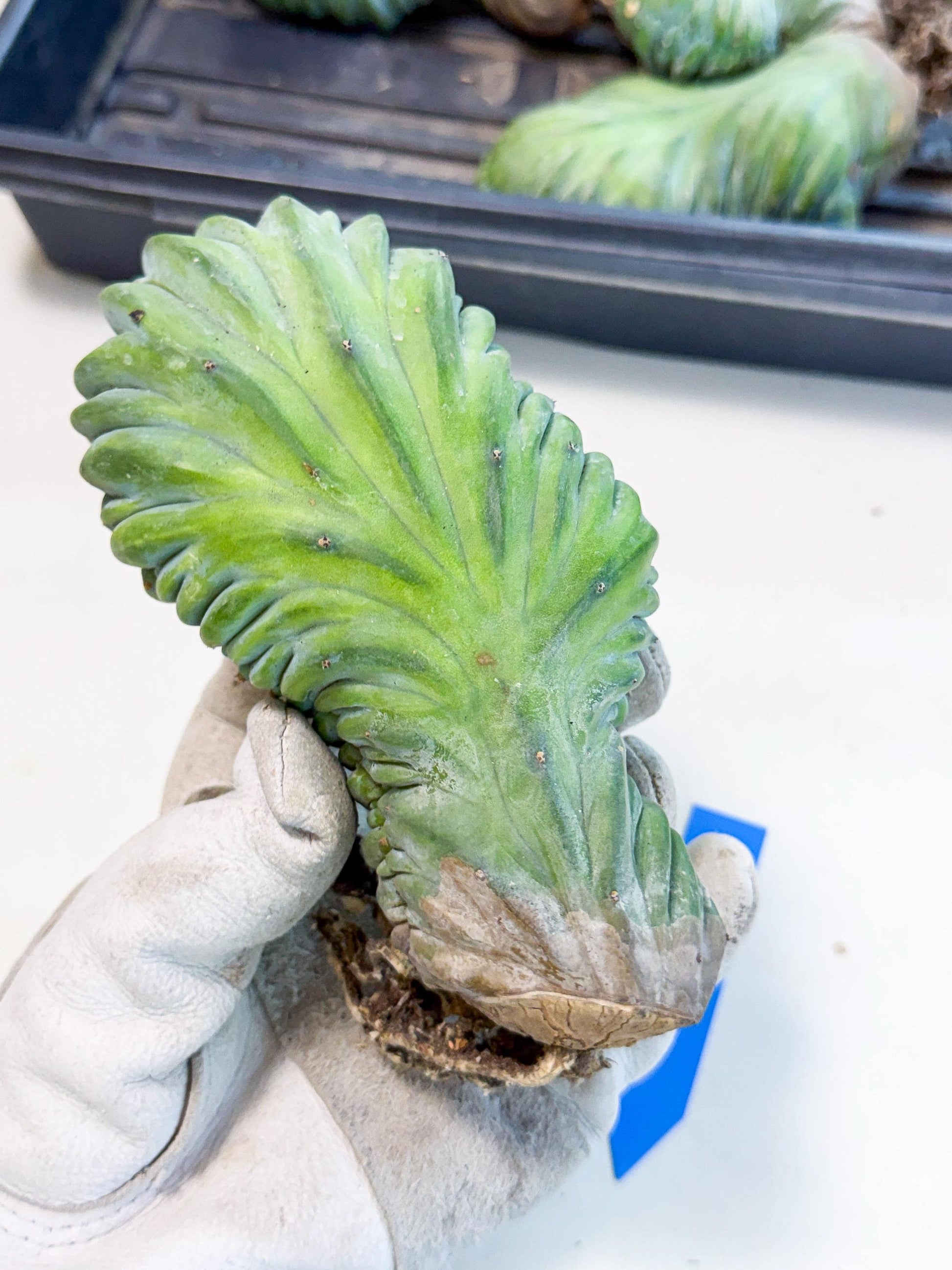 Myrtillocactus Crested (b) | Rare Plants