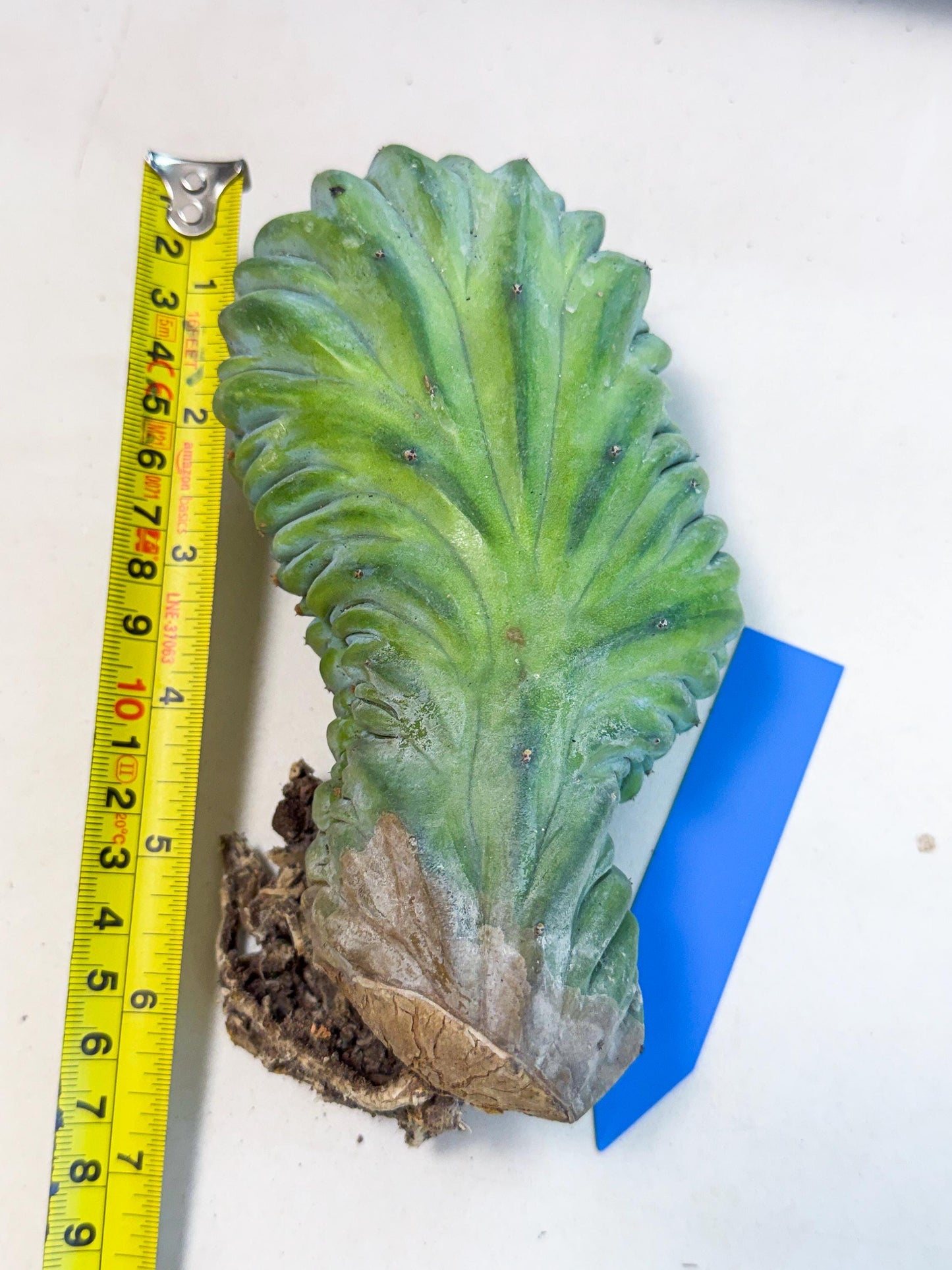 Myrtillocactus Crested (b) | Rare Plants