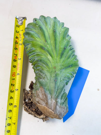 Myrtillocactus Crested (b) | Rare Plants
