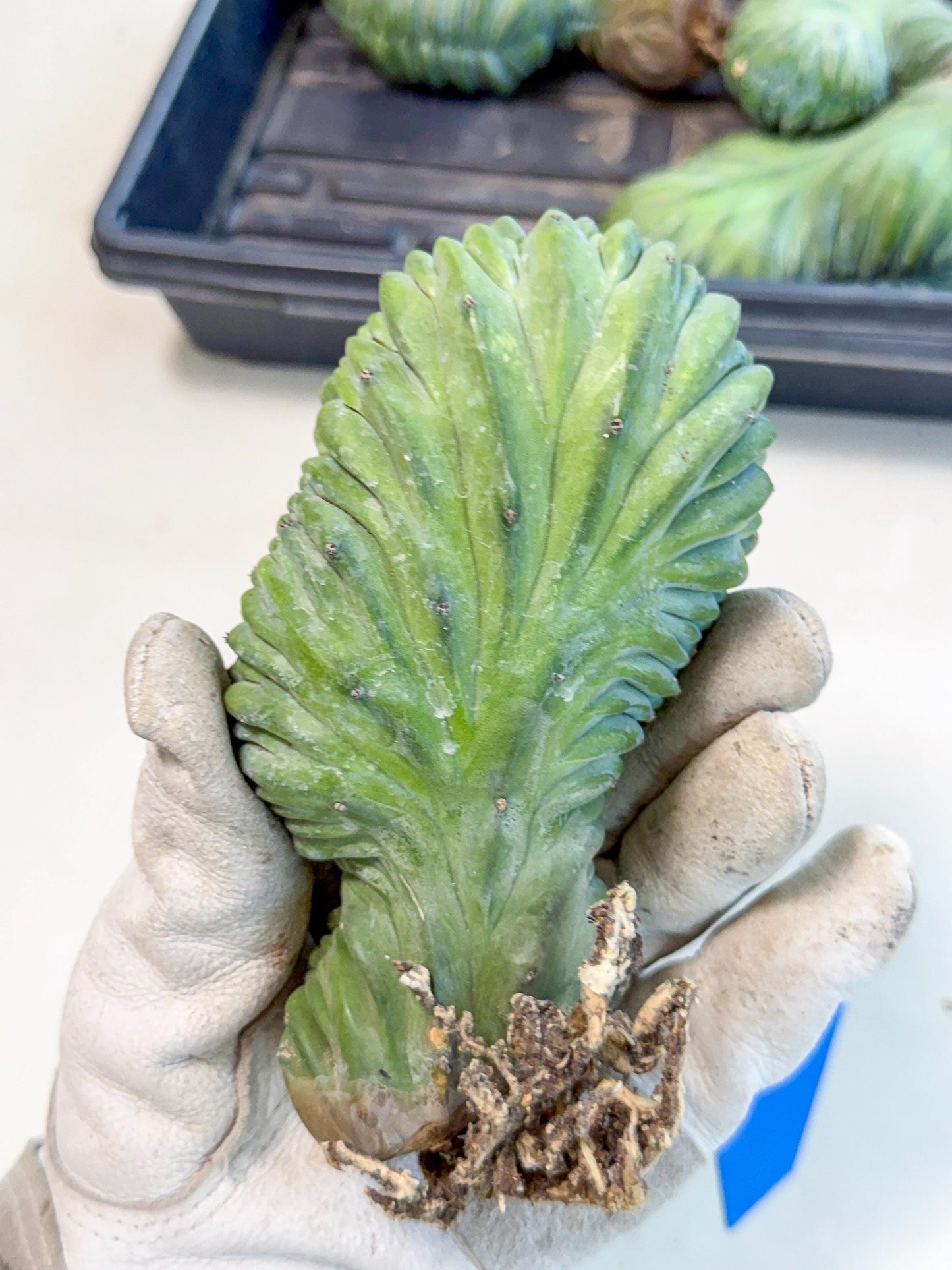Myrtillocactus Crested (b) | Rare Plants
