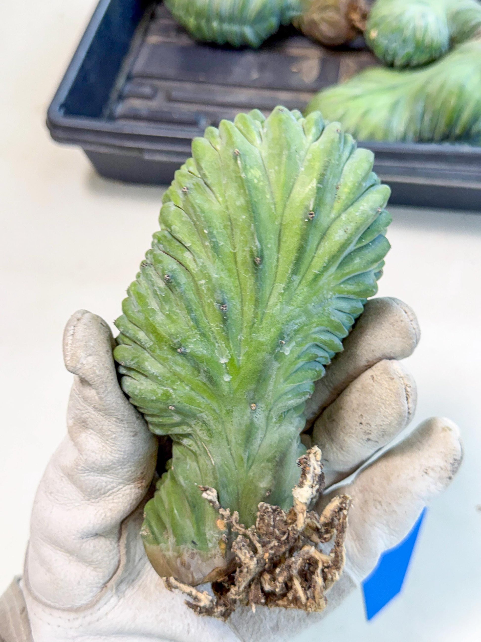 Myrtillocactus Crested (b) | Rare Plants