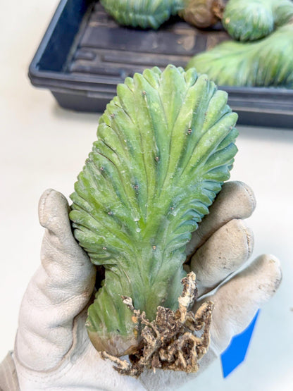 Myrtillocactus Crested (b) | Rare Plants