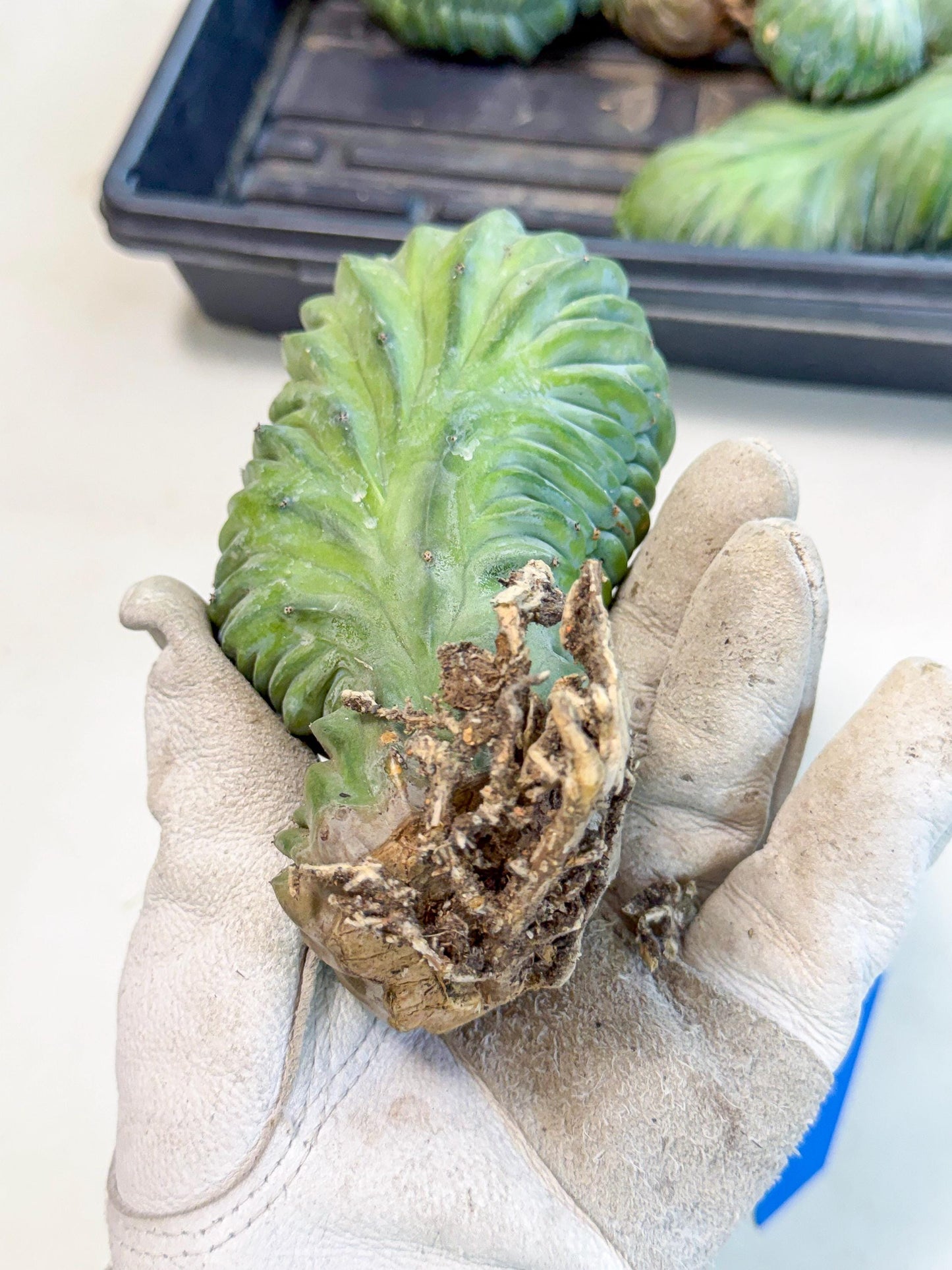 Myrtillocactus Crested (b) | Rare Plants