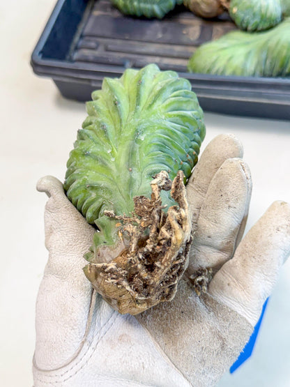 Myrtillocactus Crested (b) | Rare Plants
