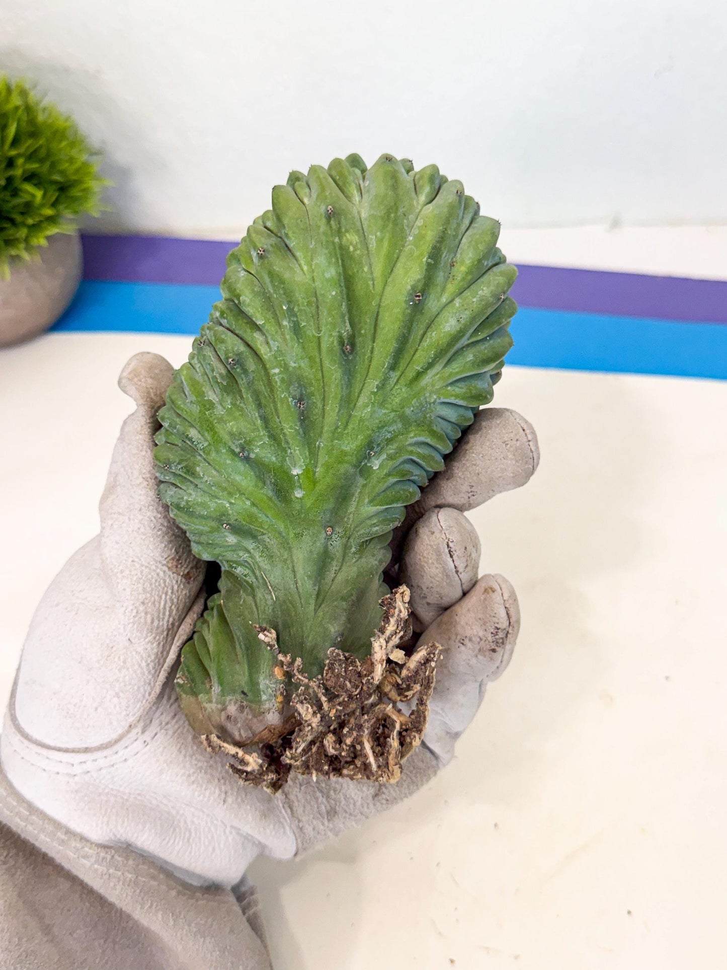 Myrtillocactus Crested (b) | Rare Plants
