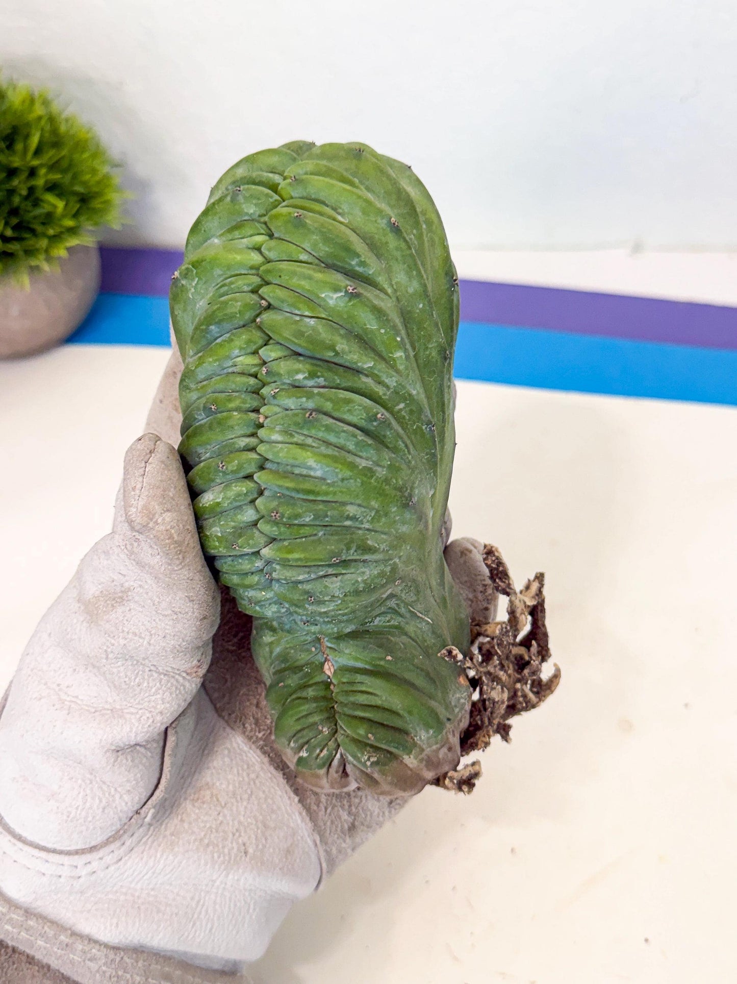 Myrtillocactus Crested (b) | Rare Plants
