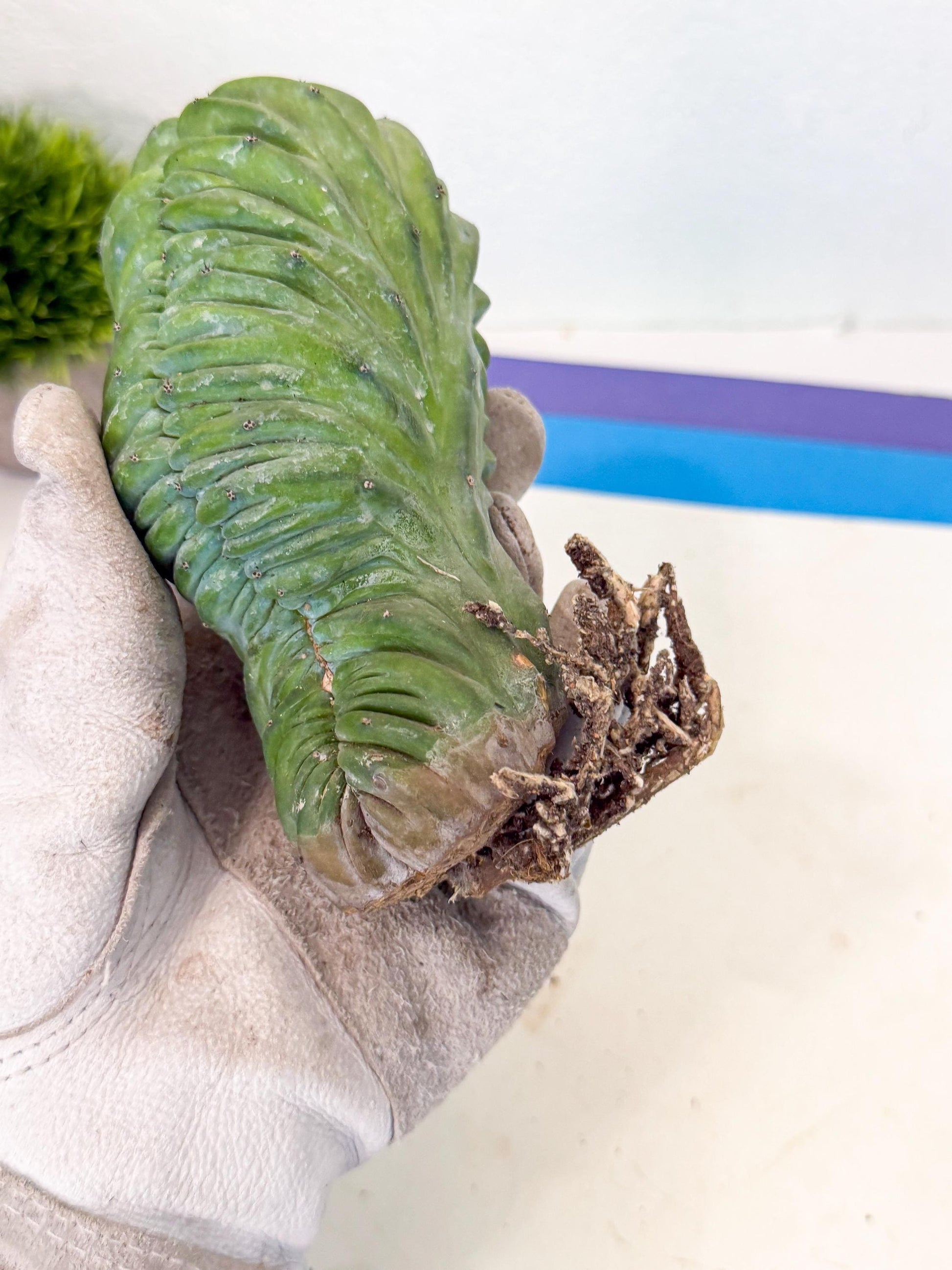 Myrtillocactus Crested (b) | Rare Plants