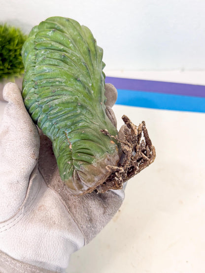 Myrtillocactus Crested (b) | Rare Plants