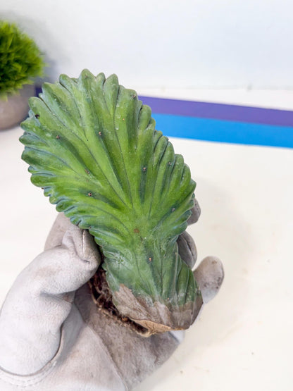 Myrtillocactus Crested (b) | Rare Plants