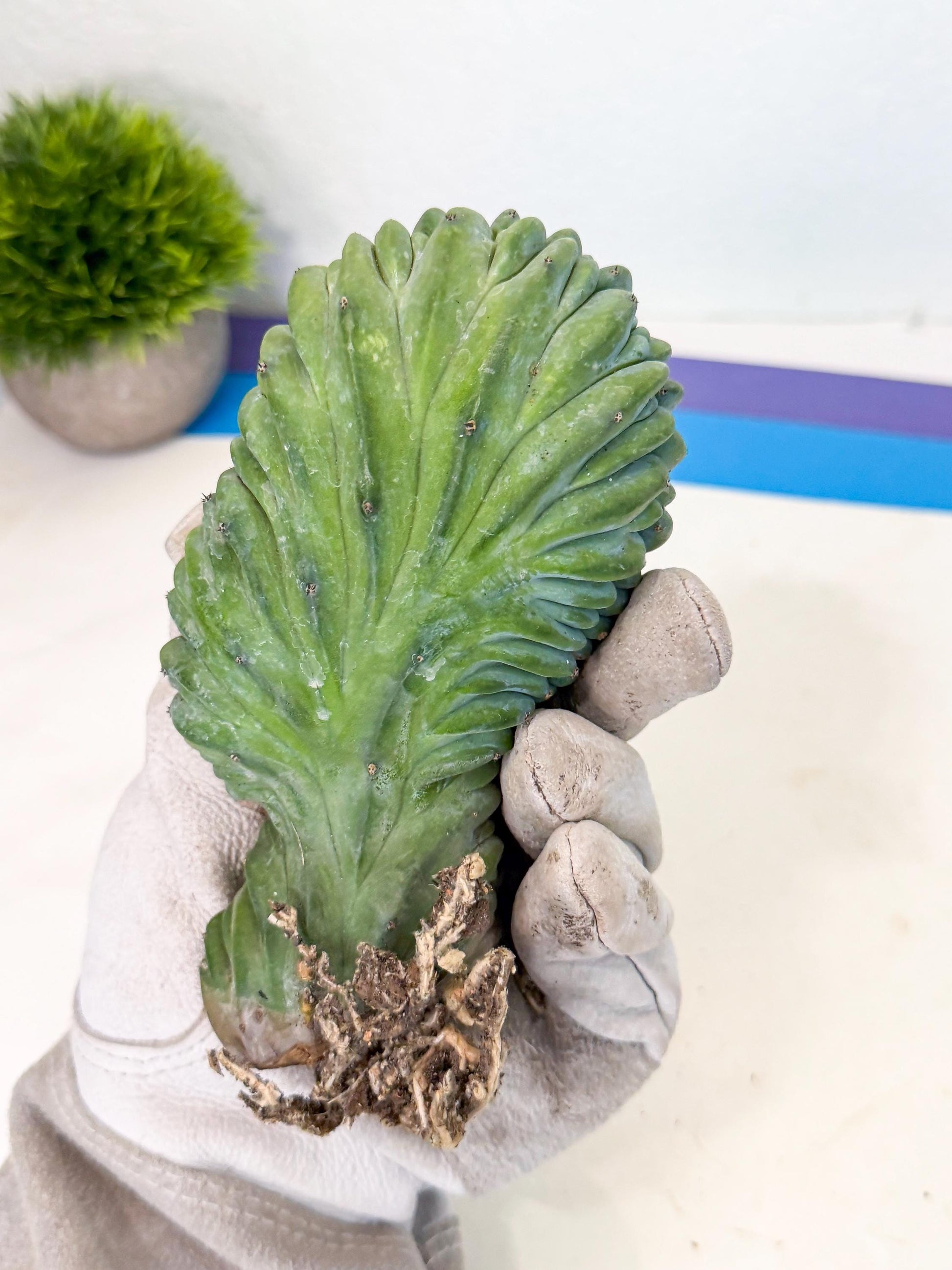 Myrtillocactus Crested (b) | Rare Plants
