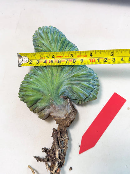 Myrtillocactus Crested (r) | Rare Plants