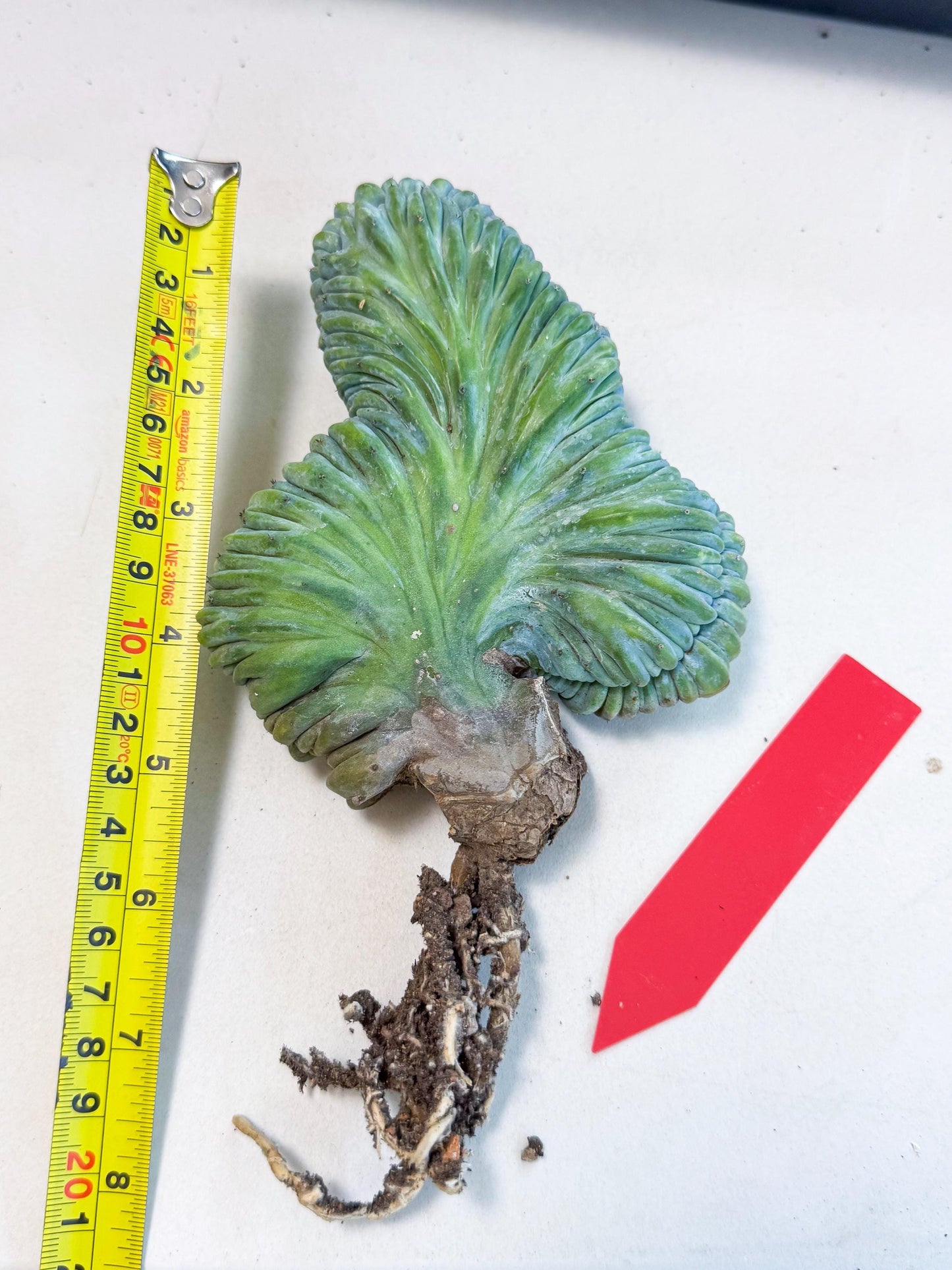 Myrtillocactus Crested (r) | Rare Plants