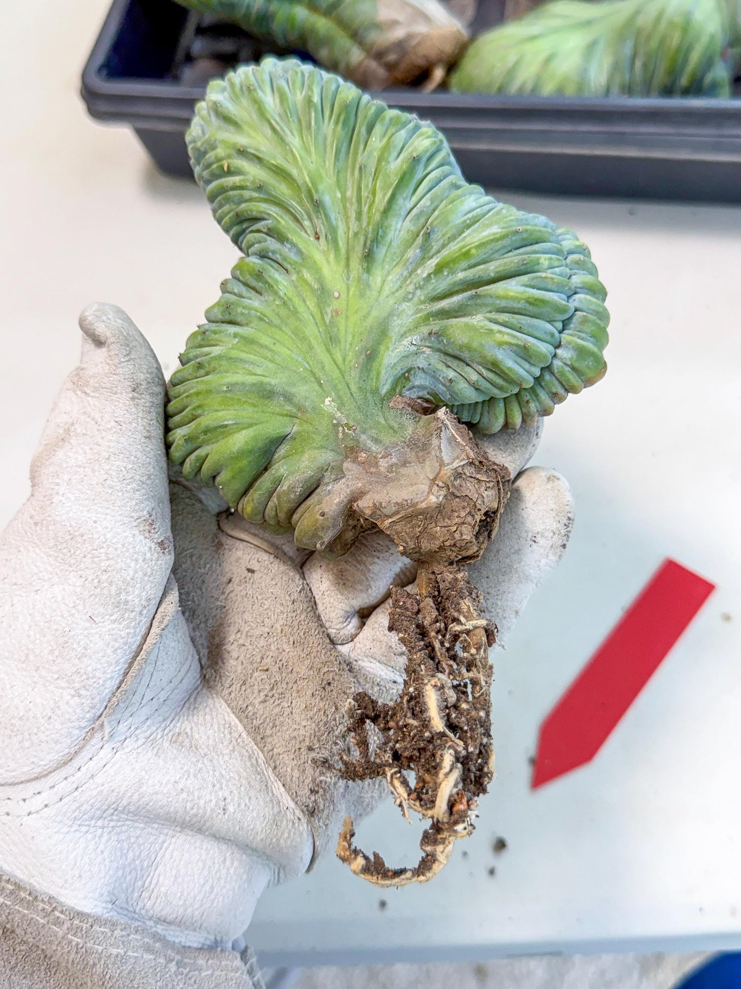 Myrtillocactus Crested (r) | Rare Plants